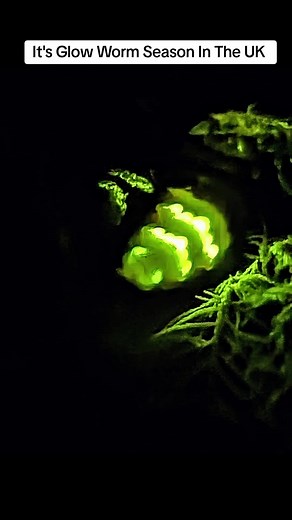 Glow Worms in the UK: A Hidden Natural Wonder