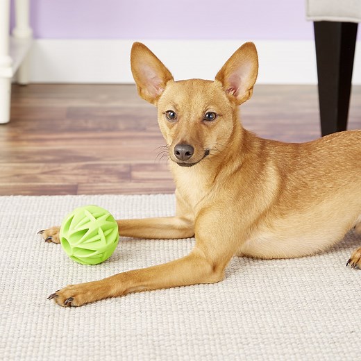 Your Dog Can't (Easily) Tear These Toys Apart