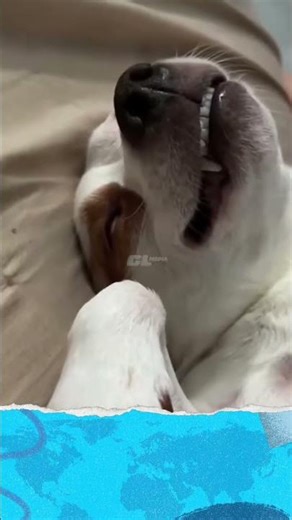 Hèn chi ẻm cứ khoái lên giường | CL MEDIA #shorts #CLTV