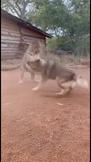 AI Wildlife Simulation: Leopard Encounters Farm Dog #shorts