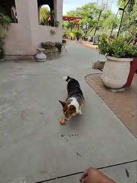 The FASTEST Blue-Eyed Corgi Ever?! 👀💨 | Meet Ocean