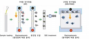 Principles and method of the 2-dimensional electrophoresis - (주)아토코리아