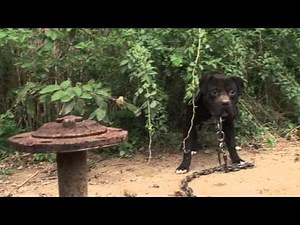 Justice Served for Dogfighting Victims