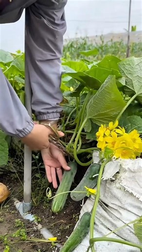 harvesting a fresh green cucumber from a garden plant using sharp metal scissors to prepare food