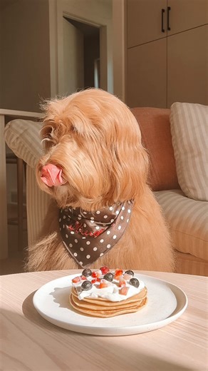 strudel 🍓 on Instagram: "sunday was pancake day 🥞❤️ • • • • #doodle #doodlesofinstagram #goldendoodle #goldendoodleofinstagram #puppiesofinstagram #bestwoof #dogoftheday #dogstagram #dogreels #pancakes"