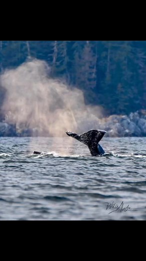 A tail of a time by the ocean. | Wild On Alaska
