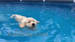 Rewind! 2022 our Moxie Litter went for their very first swim! 🐠🐠 | GoldenSoul Dogs
