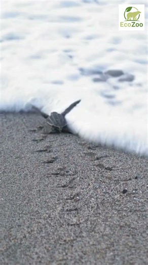 🐢This newborn turtle won't survive without making it to water #seaturtles #nature #survival