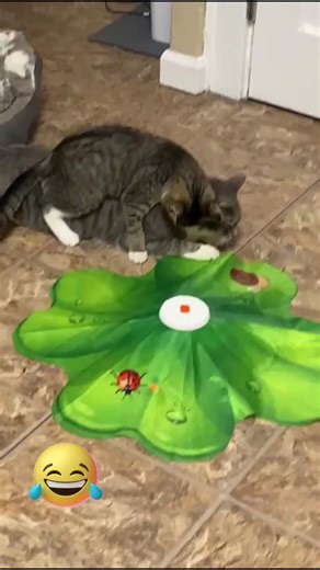 #cats #funtimes😁 #cutekitty #lolcats