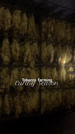 The Journey of Tobacco: From Field to Curing Harvesting tobacco is a multi-step process, and priming is where it all begins! Priming is when we hand-pick the mature leaves, one by one, from the plant. It’s done in stages, starting with the bottom leaves and working our way up to the top. The leaves ripen at different times, so this method ensures we get the best quality at the perfect stage of maturity (Flue-cured tobacco). ⠀ Once harvested, the leaves are taken straight to the curing tunnels. T