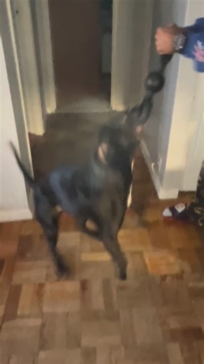 Pitbull is the only dog for me. Ryder | GhostRyder Desperado GhostMando