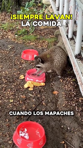 ¿Por qué los mapaches mojan su comida antes de comerla? 🦝 #curiosidades #animales #naturaleza