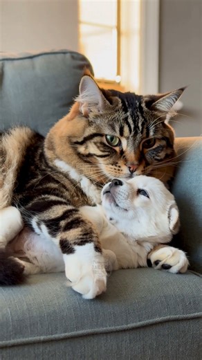 114K views · 5.6K reactions | Cat curiosity! Such a cute moment with puppy!  | Tails Of Triumph Cat Facts | Facebook