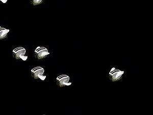 The original Flying Toasters After Dark screensaver for DOS