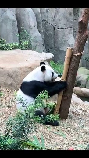 Sonido Panda Yiyi / Sound Panda Yiyi / 聲音熊貓依依