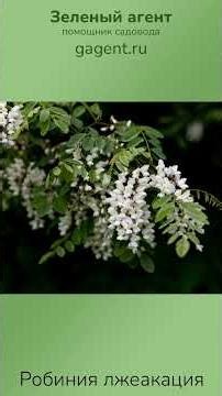 Robinia pseudoacacia #plants #garden #gardening #vegetable garden