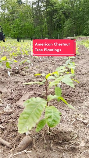 A look inside the annual American Chestnut Project tree plantings 🌱 #americanchestnut #americanchestnuttree #treerestoration #environment #stem #science