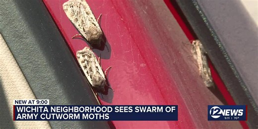 Large emergence of army cutworm moths swam Kansas homes