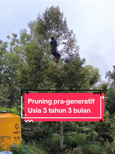 Semoga tahun ini bisa berbakti #bangkalanhits #kebundurian #petaniindonesia🇮🇩🇮🇩🇮🇩🌿🌿 #durianbangkalan #perawatandurian