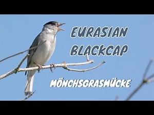 Eurasian Blackcap Song / Mönchsgrasmücke Ruf