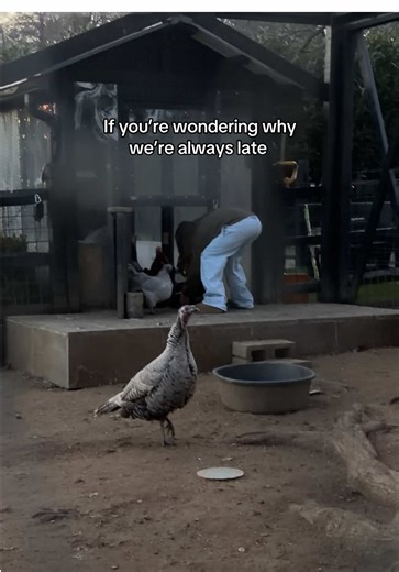 Chasing Chickens: A Hilarious Farm Adventure