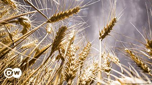 Crops and climate resistance