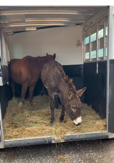 Major Animal Rescue: Blind Horse and Donkey Saved