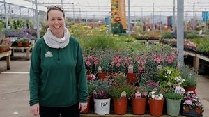 10K views · 235 reactions | Dianthus are the divine flowers known as Sweet William, Carnation, and Pinks, but it can be confusing to learn there are annual, biennial, and also perennial types! Noelle clarifies in this video, plus she covers care tips and introduces varieties! | Petitti Garden Centers | Facebook