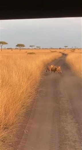 Lion Pride Suddenly Chasing Prey Across Safari Road | Tourists Shocked | Rescue & Release