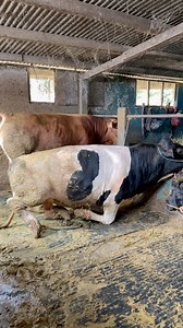 Sapi warna unik #sapi #animals #cow #bull | Revan Dolan Kandang