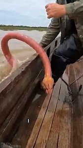 It was tightly coiled by a giant python #foryoupage #viralshort #Amazing #shorts | Wild Paw