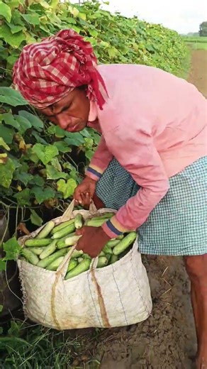 Cucumber Harvesting #shorts