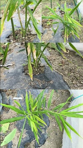 10月中旬の家庭菜園 生姜。そろそろ根ショウガの収穫ができそうです。