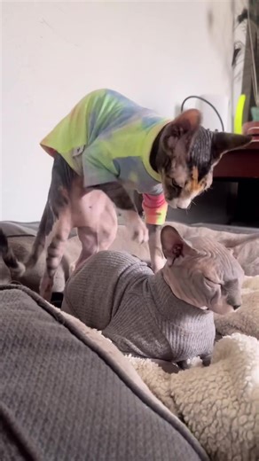 ‘Sphynx-Pert’ on TikTok