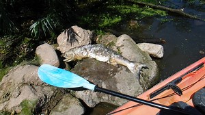 9.7K views · 258 reactions | Yesterday another kayak trip down the...