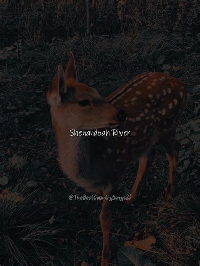 🎙 John Denver 🎵 Take Me Home, Country Roads #johndenver #takemehomecountryroads #70s #Country #CountryMusic #AmericanMusic