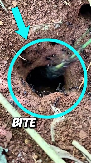 Fire Ant Swarm Attack‼️😱