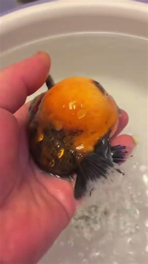 I'm really sad! Raising such a big goldfish is sick again! #goldfish #koi #aquarium