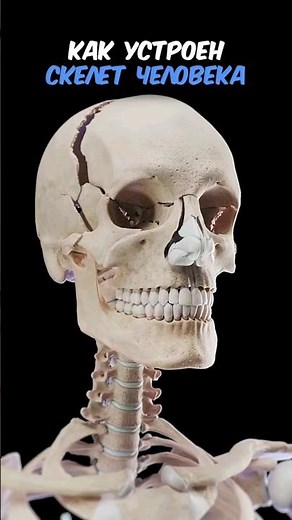 How is the human skeleton structured? #anatomy #medicine