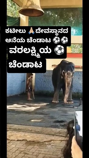 ಶ್ರೀ ಕಟೀಲು ದೇವಸ್ಥಾನದ ಆನೆ ವರಲಕ್ಷ್ಮಿಯ ⚽ಚೆಂಡಾಟ 🥰 #music #love #shortsfeed #shortsviral #song #elephant