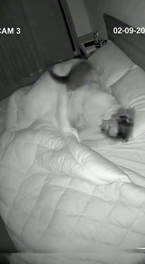 Thought the fight was over… WRONG 😹 the second sleep mode activates, paws start flying and the bed turns into a wrestling arena with me in the splash zone. Living with cats means rest is temporary but chaos is forever. #catlife #3amvibes #sleepinterrupted #caughtoncamera #funnycats