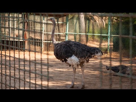 An ostrich doesn't bury its head in the sand! ❌