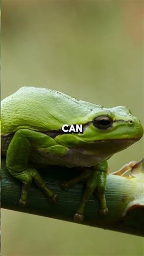 Toad Facts That Will Surprise You!