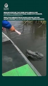 Research proves that even wild animals are capable of forming emotional bonds with humans. Scientific Evidence: Wild Animals Can Also Form Emotional Bonds with Humans Recent research shows that wild animals are not only driven by instinct but are also capable of sensing and forming emotional bonds with humans. This phenomenon is evident in several cases where animals that previously lived freely in the wild exhibit trusting behavior toward humans who care for or help them. For example, a lioness