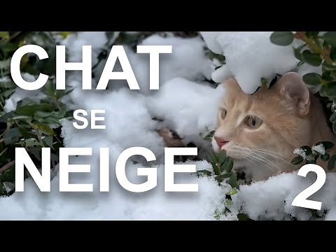 CHAT SE NEIGE 2