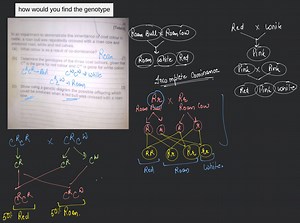 In an experiment to demonstrate the inheritance of coat colour ... | Filo