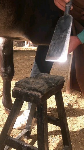 5.6K views · 27 reactions | How to remove the donkey's hoof  | Rothna Chhay | Facebook