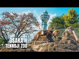 Osaka Tennoji Zoo Walking Tour (January 2023)