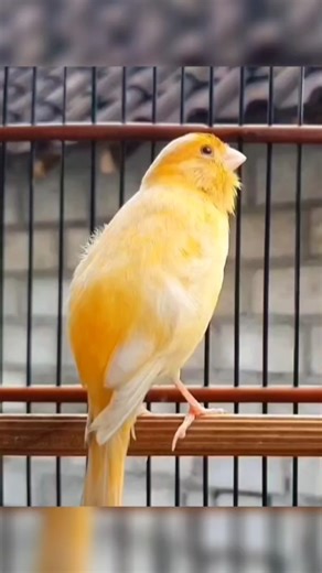bird sounds | canary singing #canary #birdsounds #animallife