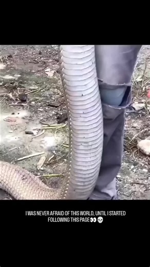 Wild sage on Instagram: "The king cobra is the world's longest venomous snake, Key facts about the king cobra in this region: Size: They typically range from 3 to 4 meters (10 to 13 feet) in length, though the species can reach a record length of about 5.85 meters (19.2 feet) globally. Finding a Sumatran king cobra larger than 4.6 meters is considered very challenging. Appearance in the area: King cobras in the Kampar peat swamps of Riau often have a consistent brown to olive green color. Habita